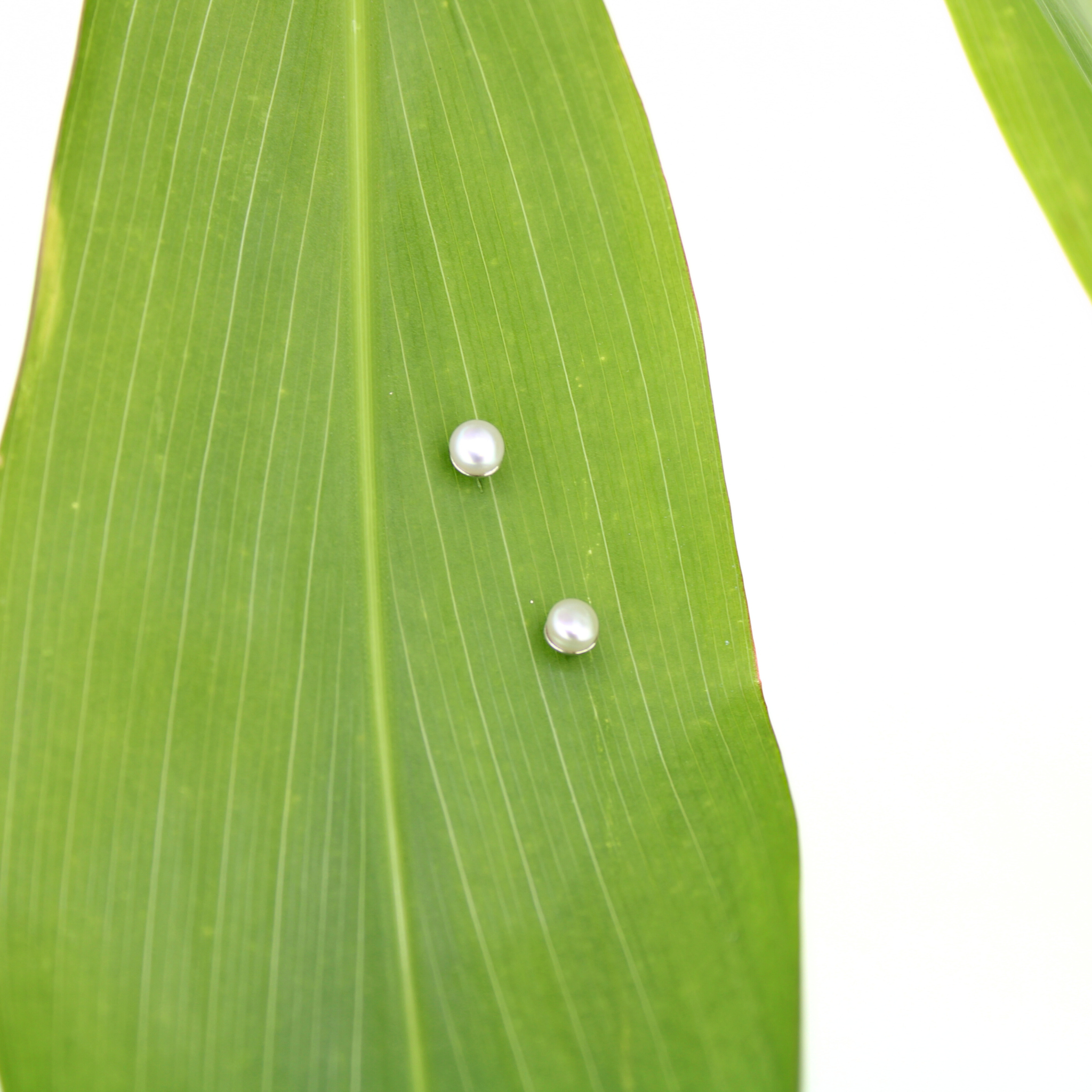 Sterling silver freshwater pearl stud earrings, tiny white pearls on posts