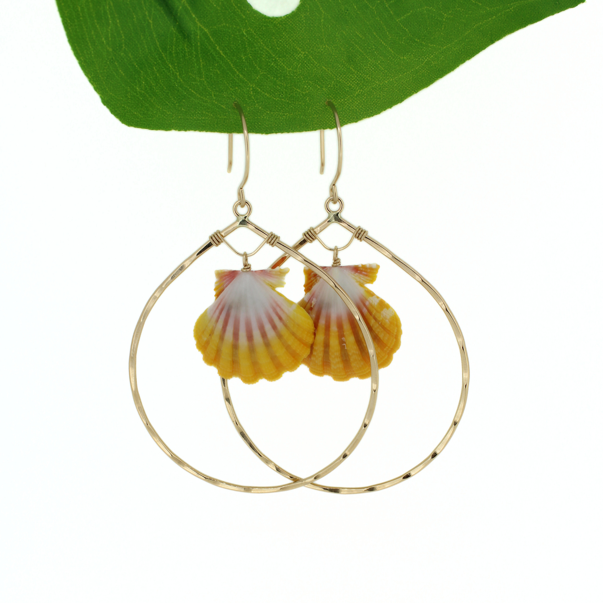 Brianne & Co. 14k gold fill tear drop hoop earrings featuring rare Hawaiian sunrise shells