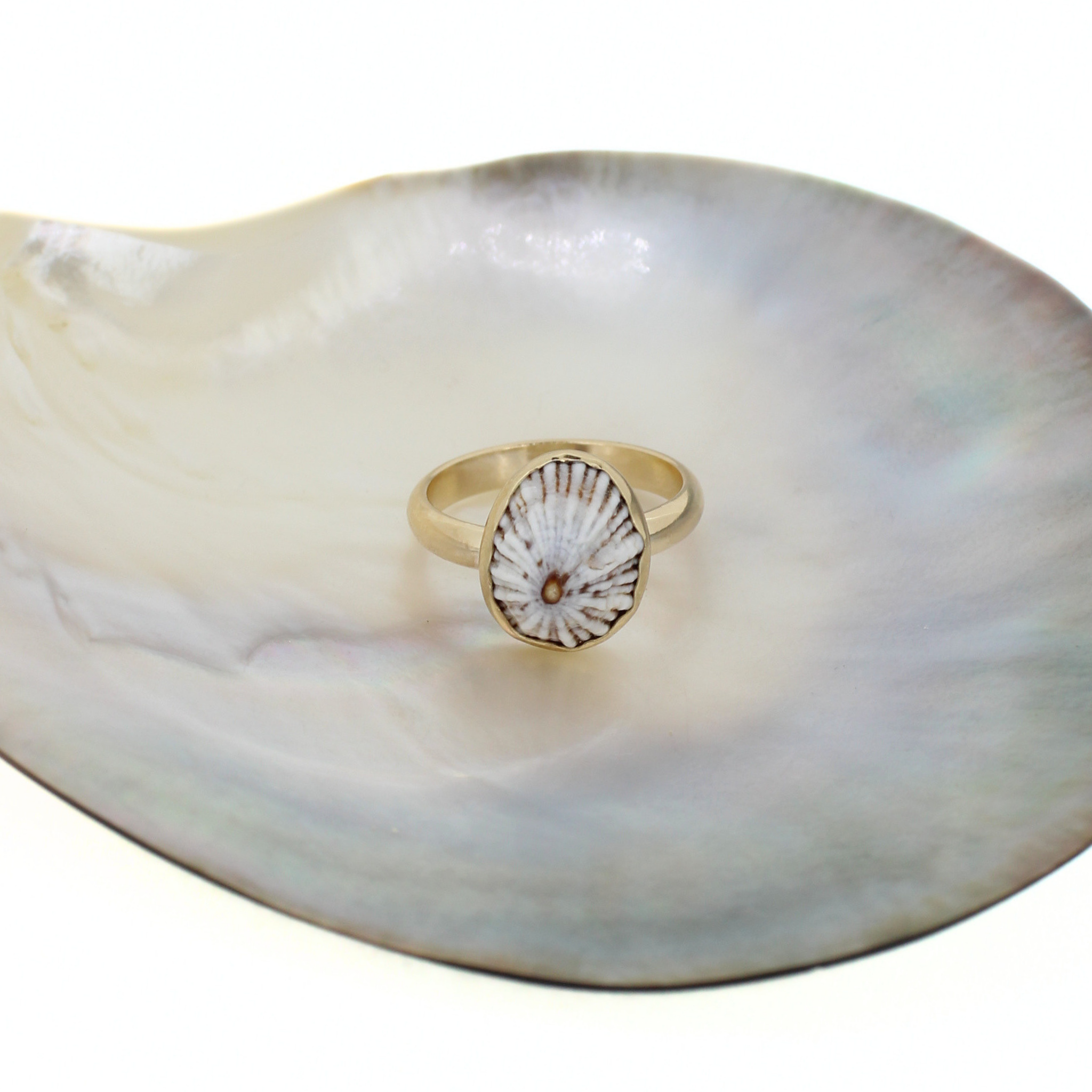Gold tone ring with oval opihi shell inlay, white shell with dark radial lines