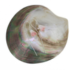 Sterling Silver Conch Shell Pikake Short Threader Earrings